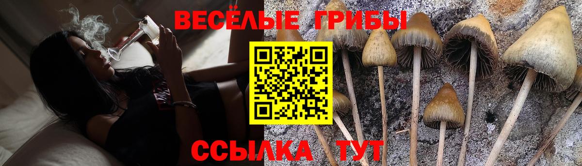 Галлюциногенные грибы Psilocybine cubensis  Вход с VPN  Псилоцибиновые грибы Cubensis  Новочебоксарск 